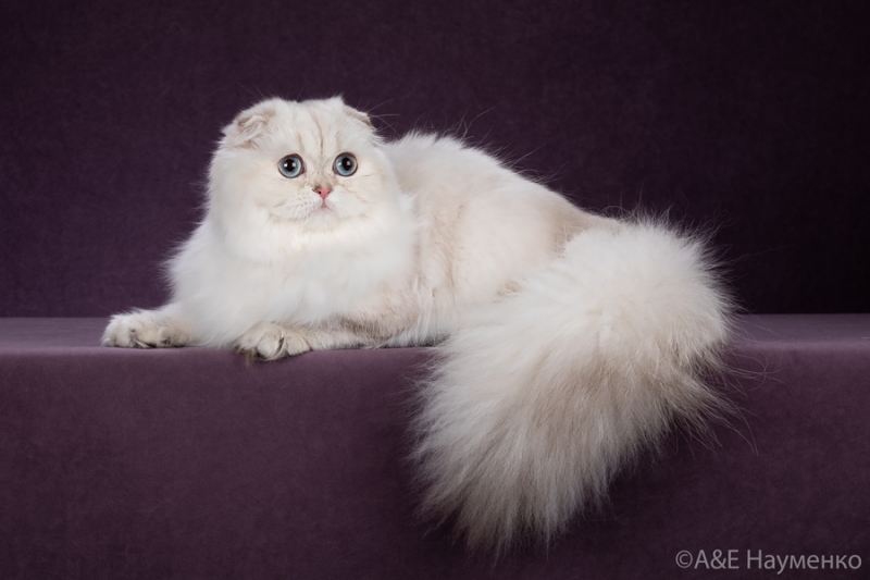 Шотландская вислоухая, окрас ay 21(11) 33 кошка Ch. Verginia Elemurry